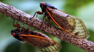 cicada