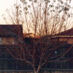 fruit