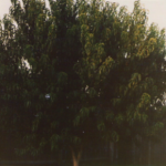 fruit