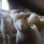 shepherds
