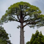 blog believersauthority talltree