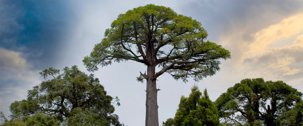 blog believersauthority talltree