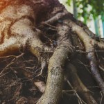 blog roots
