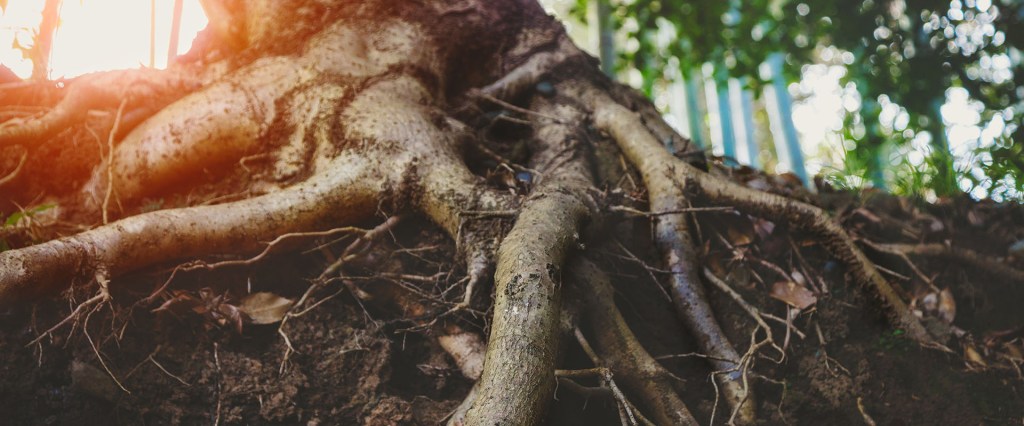 blog roots